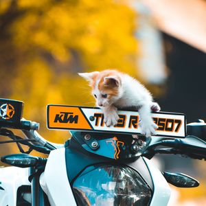 Превью обои котенок, кот, мотоцикл, байк, ktm