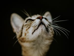 Превью обои котенок, кот, нос, морда, размытость
