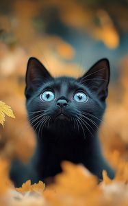 Превью обои котенок, кот, осень, опавшая листва, милый