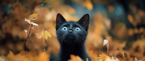 Превью обои котенок, кот, осень, опавшая листва, милый