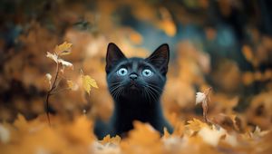 Превью обои котенок, кот, осень, опавшая листва, милый