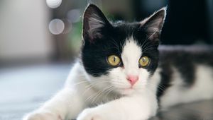 Превью обои котенок, кот, пятнистый