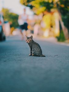 Превью обои котенок, кот, полосатый, милый, питомец