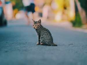 Превью обои котенок, кот, полосатый, милый, питомец
