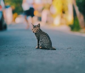 Превью обои котенок, кот, полосатый, милый, питомец