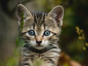 Превью обои котенок, кот, полосатый, взгляд, милый