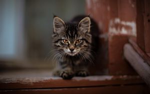 Превью обои котенок, кот, пушистый, милый