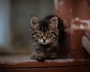 Превью обои котенок, кот, пушистый, милый