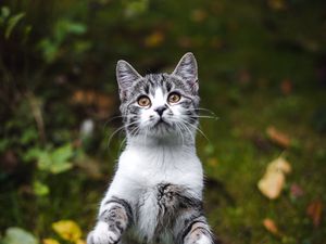 Превью обои котенок, кот, серый, питомец, животное