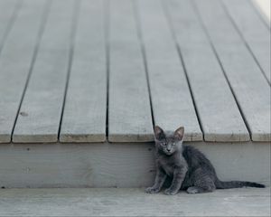 Превью обои котенок, кот, сидит, малыш