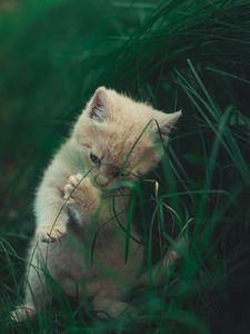 Превью обои котенок, кот, трава, игривый, милый