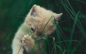 Превью обои котенок, кот, трава, игривый, милый