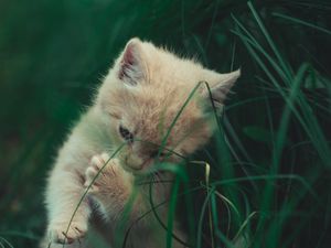Превью обои котенок, кот, трава, игривый, милый