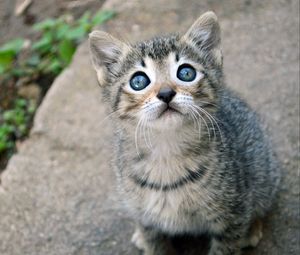 Превью обои котенок, кот, взгляд, милый, малыш