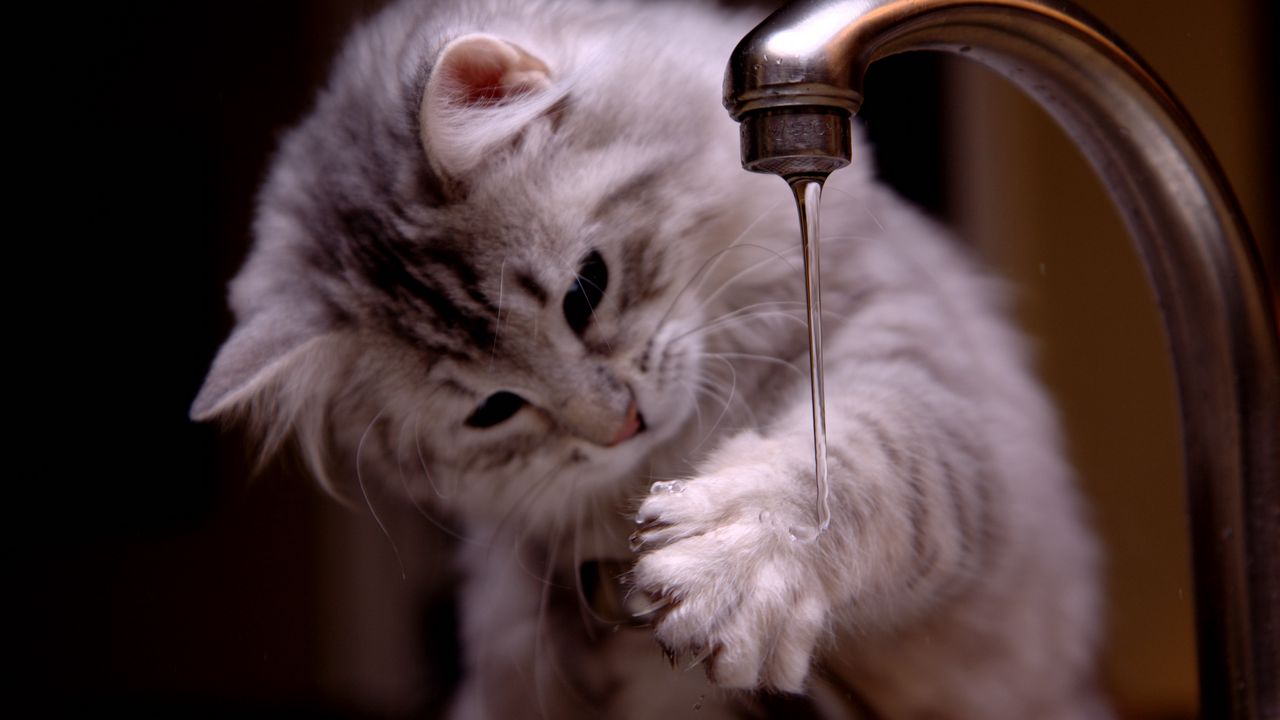 Обои котёнок, кран, струя воды