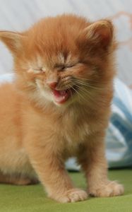 Превью обои котенок, крик, малыш