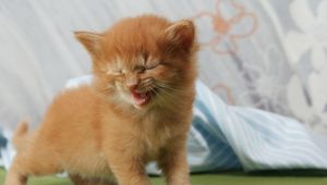 Превью обои котенок, крик, малыш