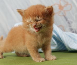 Превью обои котенок, крик, малыш