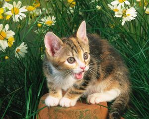Превью обои котенок, крик, цветы, пенек, трава