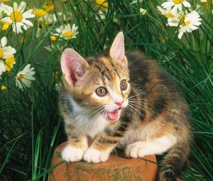 Превью обои котенок, крик, цветы, пенек, трава