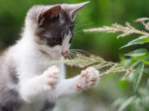 Превью обои котенок, лапы, прикольный, трава
