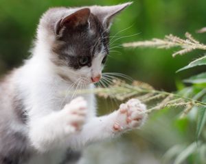 Превью обои котенок, лапы, прикольный, трава
