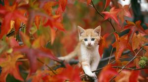 Превью обои котенок, листья, прятаться