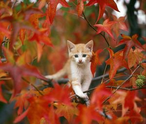 Превью обои котенок, листья, прятаться