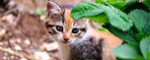 Превью обои котенок, листья, взгляд