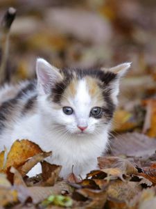 Превью обои котенок, листва, осень, лазать, напуганный