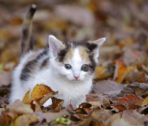 Превью обои котенок, листва, осень, лазать, напуганный