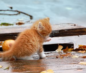 Превью обои котенок, листва, осень, опавший, лапа, умываться