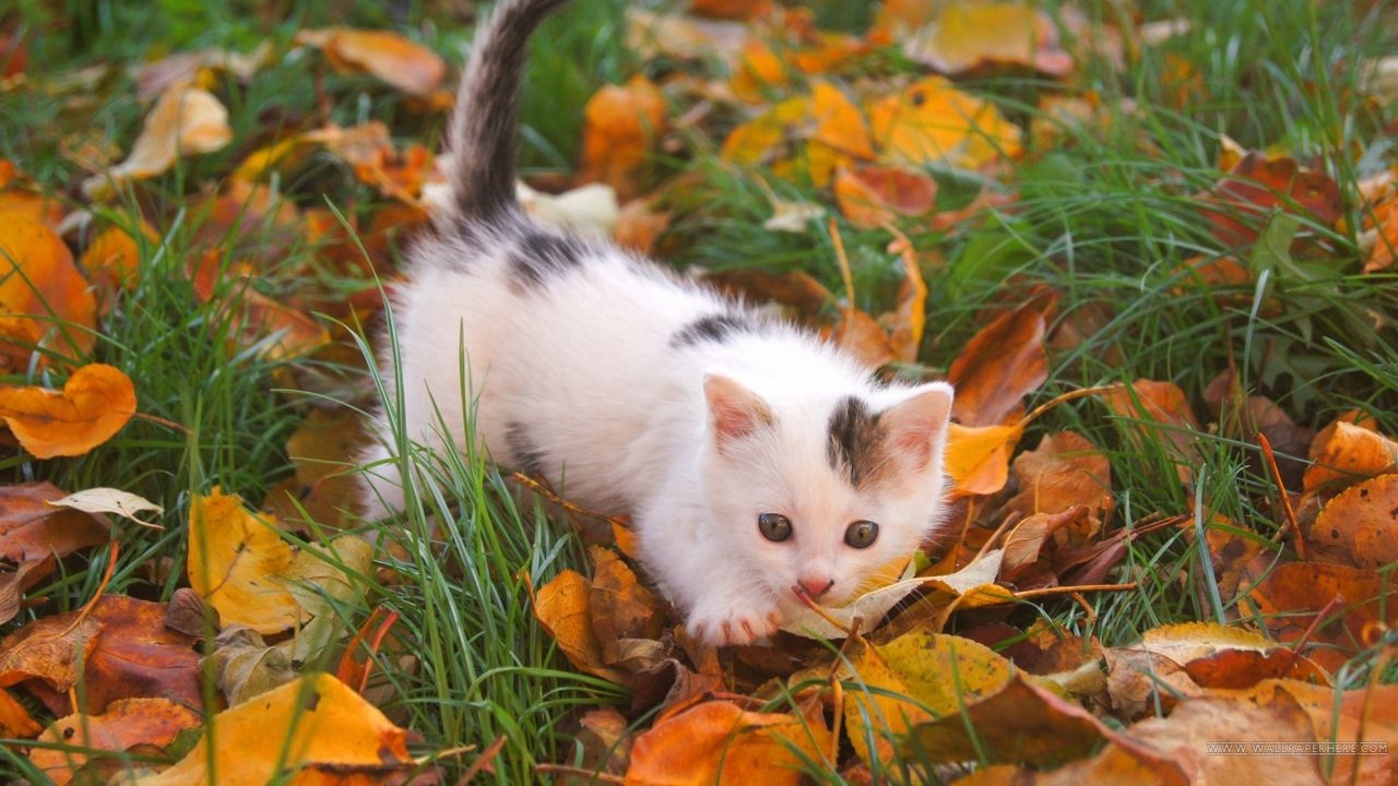 Обои котенок, малыш, пятнистый, листья, осень