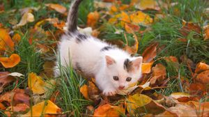 Превью обои котенок, малыш, пятнистый, листья, осень