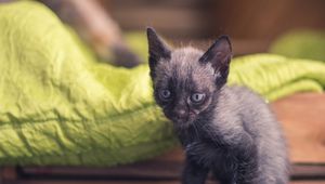Превью обои котенок, малыш, сидит