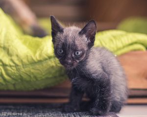 Превью обои котенок, малыш, сидит