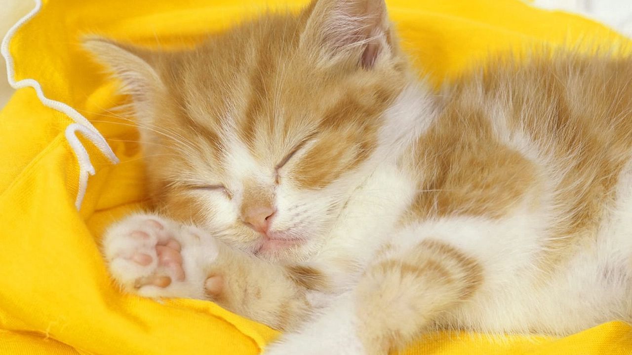 Обои котенок, малыш, сон, ткань