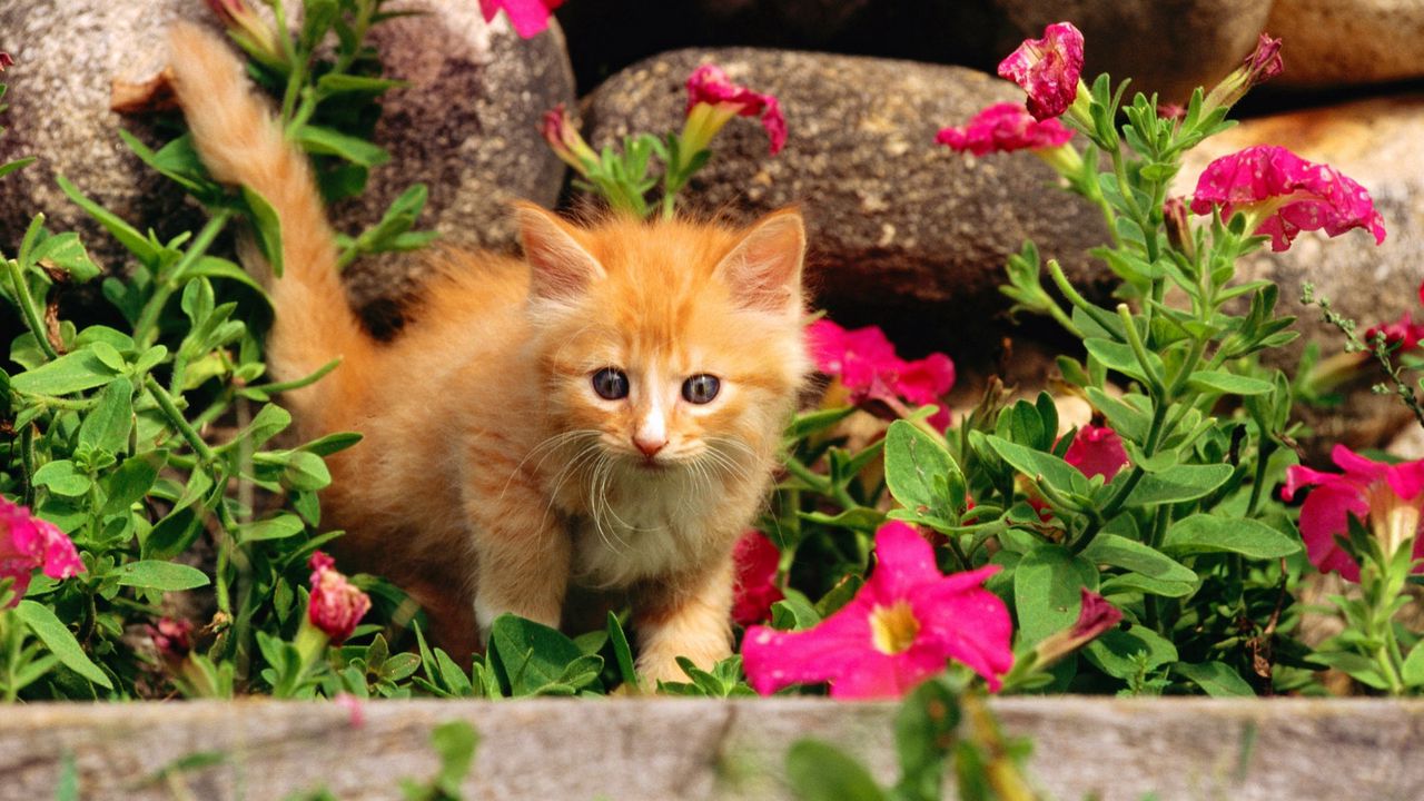 Обои котенок, малыш, трава, цветы, любопытство