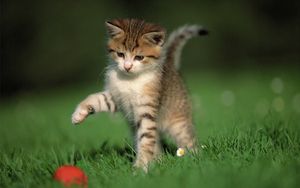 Превью обои котёнок, мяч, игра, трава
