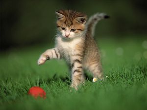 Превью обои котёнок, мяч, игра, трава