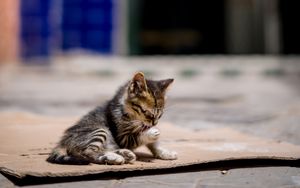 Превью обои котенок, милый, улица, размытие