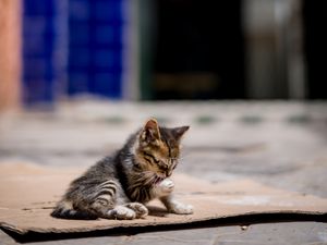 Превью обои котенок, милый, улица, размытие