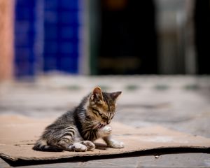 Превью обои котенок, милый, улица, размытие