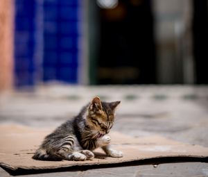 Превью обои котенок, милый, улица, размытие