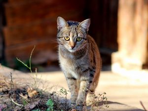 Превью обои котенок, морда, красивый, малыш