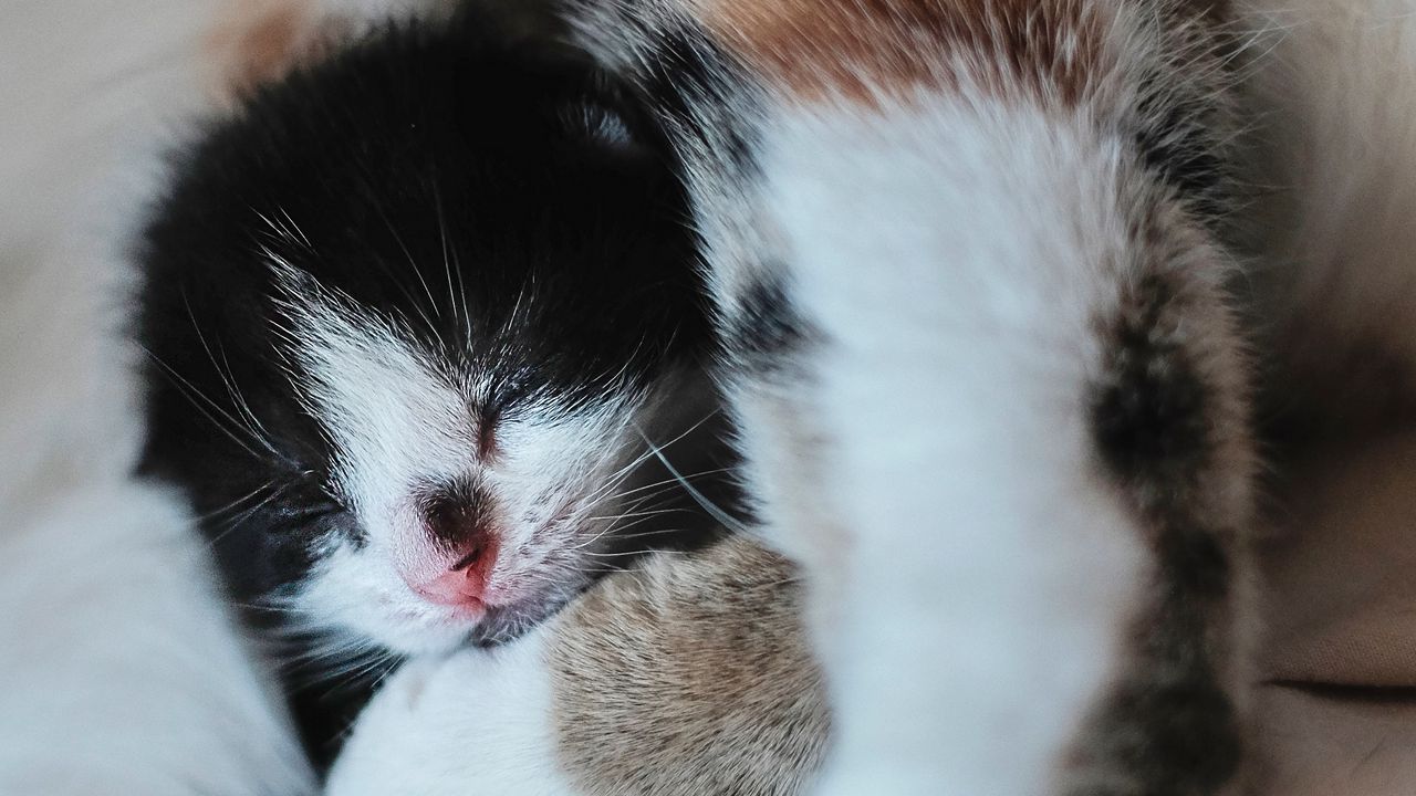 Обои котенок, морда, милый, маленький, детеныш