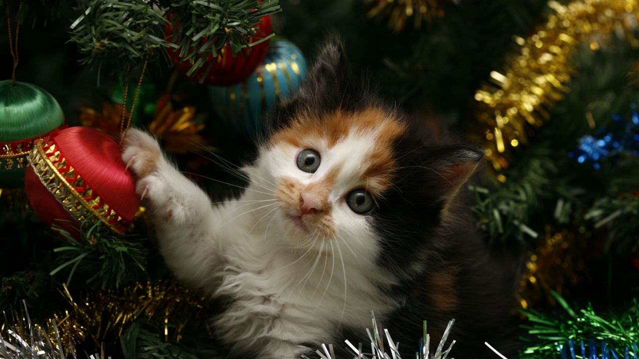 Обои котенок, морда, пятнистый, елка, рождество, елочные игрушки, мишура