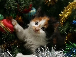 Превью обои котенок, морда, пятнистый, елка, рождество, елочные игрушки, мишура