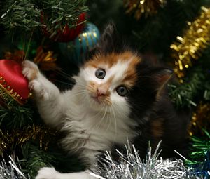 Превью обои котенок, морда, пятнистый, елка, рождество, елочные игрушки, мишура