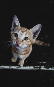 Превью обои котенок, морда, полосатый, уличный